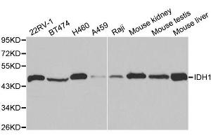 Western blot analysis of extracts of various cell lines, using IDH1 antibody. (IDH1 antibody  (AA 1-414))