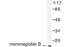 Image no. 1 for anti-Secretoglobin, Family 2A, Member 1 (SCGB2A1) antibody (ABIN265511) (SCGB2A1 antibody)