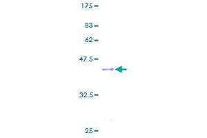 MYCBP Protein (AA 1-103) (GST tag)