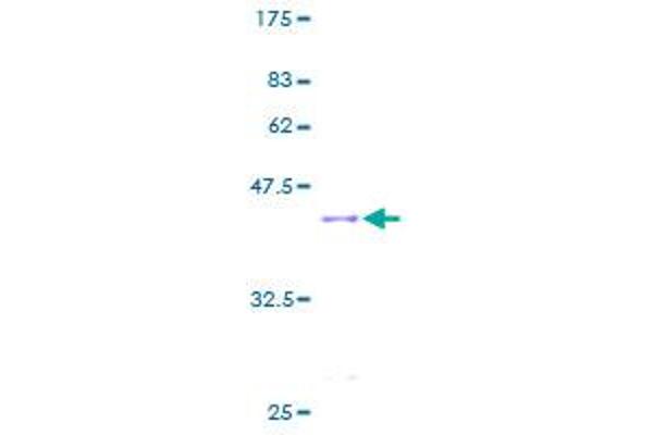 MYCBP Protein (AA 1-103) (GST tag)