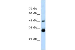 Western Blotting (WB) image for anti-Homeobox C9 (HOXC9) antibody (ABIN2461220) (HOXC9 antibody)