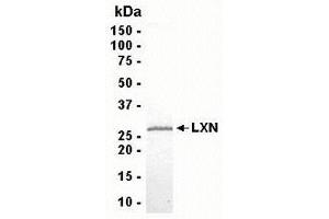 Western Blotting (WB) image for Latexin (LXN) (AA 1-222) protein (ABIN2468771) (Latexin Protein (LXN) (AA 1-222))
