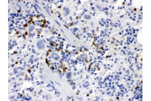 Anti- MCSF Picoband antibody, IHC(P) IHC(P): Mouse Spleen Tissue (M-CSF/CSF1 antibody  (AA 33-262))