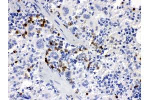 Anti- MCSF Picoband antibody, IHC(P) IHC(P): Mouse Spleen Tissue