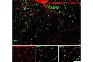 Immunostaining of 14 DIV rat cortical neurons showing rabphilin when phosphorylated at  Ser234 in red and PSD95 in green. (RPH3A antibody  (pSer234))