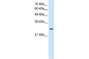 WB Suggested Anti-AK2 Antibody Titration:  2. (Adenylate Kinase 2 antibody  (N-Term))