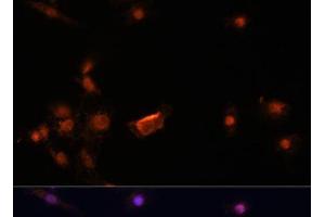 Immunofluorescence analysis of C6 cells using BRCA2 Polyclonal Antibody at dilution of 1:100.