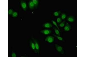 Immunofluorescence (IF) image for anti-Zinc Finger Protein 529 (ZNF529) (AA 393-563) antibody (ABIN7176355)