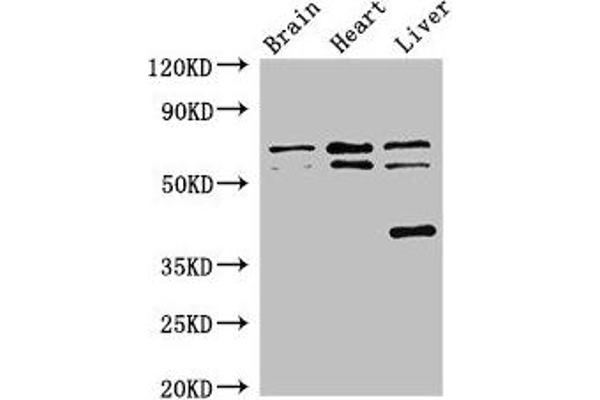 TRAF3IP3 Antikörper  (AA 74-185)