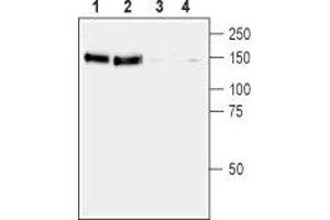 Western blot analysis of rat (lanes 1 and 3) and mouse (lanes 2 and 4) brain membranes: - 1,2. (Ret Proto-Oncogene antibody  (Extracellular, N-Term))