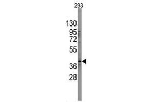 Image no. 1 for anti-SRY (Sex Determining Region Y)-Box 2 (SOX2) (N-Term) antibody (ABIN357437) (SOX2 antibody  (N-Term))