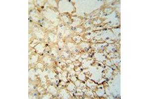 Immunohistochemistry analysis in formalin fixed and paraffin embedded mouse kidney tissue reacted with LYPD1 Antibody (C-term) followed which was peroxidase conjugated to the secondary antibody and followed by DAB staining. (LYPD1 antibody  (C-Term))