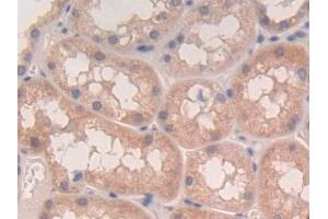 DAB staining on IHC-P; Samples: Human Kidney Tissue (LTA antibody  (AA 36-205))
