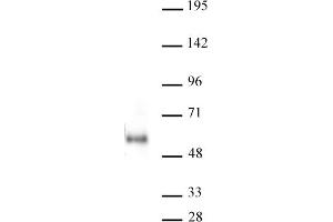 MAZ antibody (mAb) tested by Western Blot. (MAZ antibody)