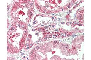 Anti-KIF6 antibody IHC staining of human kidney. (KIF6 antibody  (AA 177-190))