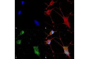 Immunocytochemistry/Immunofluorescence analysis using Mouse Anti-Neuroligin 1 Monoclonal Antibody, Clone S97A-31 (ABIN1741320). (Neuroligin 1 antibody  (AA 718-843) (PerCP))