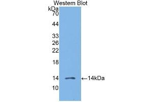 Western Blotting (WB) image for anti-Chemokine (C-C Motif) Ligand 19 (CCL19) (AA 22-98) antibody (ABIN1172273) (CCL19 antibody  (AA 22-98))