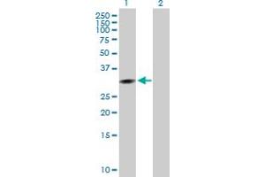 Western Blot analysis of CCNG1 expression in transfected 293T cell line by CCNG1 MaxPab polyclonal antibody.