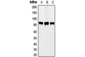 Western blot analysis of STAT3 (pY705) expression in A431 EGF-treated (A), MCF7 (B), HeLa (C) whole cell lysates.