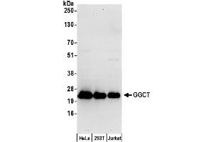 Western Blotting (WB) image for anti-gamma-Glutamylcyclotransferase (GGCT) (AA 138-188) antibody (ABIN7449740)