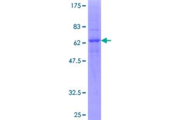 CXCR2 Protein (AA 1-360) (GST tag)