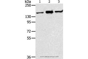 Western blot analysis of Jurkat, K562 and hela cell, using STAG2 Polyclonal Antibody at dilution of 1:350 (STAG2 antibody)