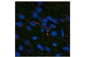 Leptin antibody used at a concentration of 10 ug/ml to detect neuronal processes in the hypothalamus of rodent brain (red). (Leptin antibody  (Middle Region))