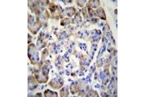Immunohistochemistry analysis in formalin fixed and paraffin embedded human pancreas tissue reacted with Midkine Antibody (C-term) followed which was peroxidase conjugated to the secondary antibody and followed by DAB staining. (Midkine antibody  (C-Term))