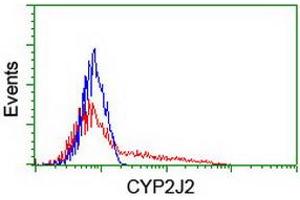 HEK293T cells transfected with either RC207417 overexpress plasmid (Red) or empty vector control plasmid (Blue) were immunostained by anti-CYP2J2 antibody (ABIN2454989), and then analyzed by flow cytometry. (CYP2J2 antibody)