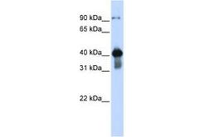 Image no. 1 for anti-Upstream Transcription Factor 2, C-Fos Interacting (USF2) (AA 108-157) antibody (ABIN6744241) (USF2 antibody  (AA 108-157))