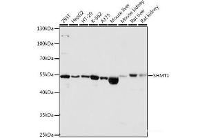 Western blot analysis of extracts of various cell lines using SHMT1 Polyclonal Antibody at dilution of 1:1000. (SHMT1 antibody)