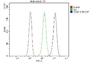 Flow Cytometry analysis of 293T cells using anti-HOXD11 antibody (ABIN7603174). (HOXD11 antibody  (N-Term))