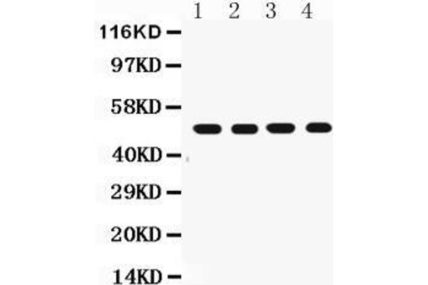 FAS antibody  (N-Term)