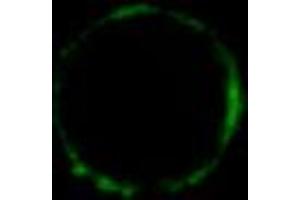 Immunofluorescence staining of HLA-G1 transfectants (LCL-HLA-G1) using HLA-G monoclonal antibody, clone MEM-G/9  Alexa Fluor® 488 Fab-fragment.