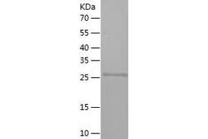 Western Blotting (WB) image for Syndecan 1 (SDC1) (AA 23-310) protein (His tag) (ABIN7282174) (Syndecan 1 Protein (SDC1) (AA 23-310) (His tag))