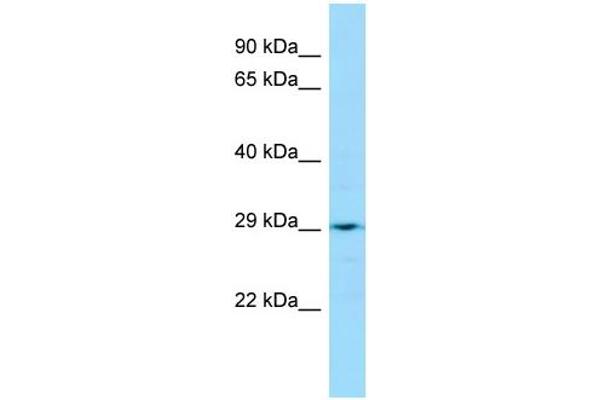 LRRC59 antibody  (Middle Region)