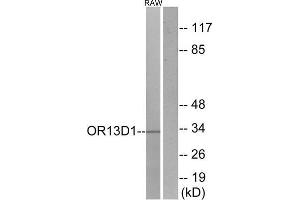 Western Blotting (WB) image for anti-Olfactory Receptor, Family 13, Subfamily D, Member 1 (OR13D1) (C-Term) antibody (ABIN1853189) (OR13D1 antibody  (C-Term))