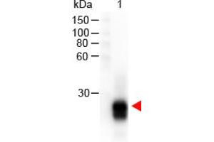 Image no. 1 for Goat anti-Rabbit IgG (F(ab')2 Region) antibody (HRP) (ABIN301437) (Goat anti-Rabbit IgG (F(ab')2 Region) Antibody (HRP))