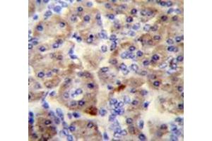 Immunohistochemistry analysis in human pancreas tissue (Formalin-fixed, Paraffin-embedded) using SPRED3 Antibody (N-term), followed by peroxidase conjugation of the secondary antibody and DAB staining.