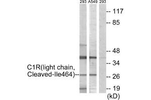 Western blot analysis of extracts from 293 cells treated with etoposide (25uM, 1hour) and A549 cells treated with etoposide (25uM, 24hours), using C1R (light chain, Cleaved-Ile464) antibody. (C1R antibody  (Cleaved-Ile464))