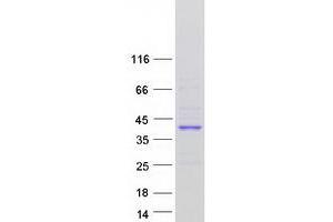 Validation with Western Blot (LMAN2L Protein (Transcript Variant 2) (Myc-DYKDDDDK Tag))