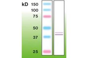 Image no. 1 for anti-Mitogen-Activated Protein Kinase 1 (MAPK1) (C-Term) antibody (ABIN342484) (ERK2 antibody  (C-Term))