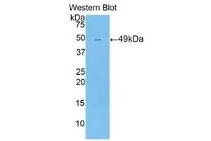 Detection of Recombinant PXR, Mouse using Polyclonal Antibody to Pregnane X Receptor (PXR) (NR1I2 antibody  (AA 205-390))