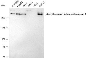 Western blotting analysis using Chondroitin sulfate proteoglycan 4 antibody (ABIN7799361). (Recombinant NG2 antibody)