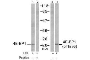 Image no. 2 for anti-Eukaryotic Translation Initiation Factor 4E Binding Protein 1 (EIF4EBP1) (Thr36) antibody (ABIN197450) (eIF4EBP1 antibody  (Thr36))