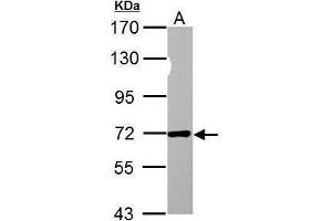 WB Image Sample (30 ug of whole cell lysate) A: PC-12 7. (NUP62 antibody)