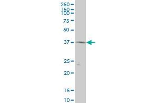 PINX1 antibody  (AA 1-100)