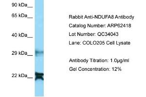 Western Blotting (WB) image for anti-NADH Dehydrogenase (Ubiquinone) 1 alpha Subcomplex, 8, 19kDa (NDUFA8) (N-Term) antibody (ABIN2789137) (NDUFA8 antibody  (N-Term))