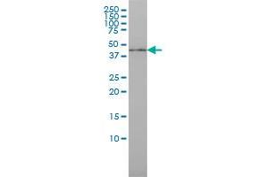 ISGF3G monoclonal antibody (M02), clone 1D11 Western Blot analysis of ISGF3G expression in MCF-7 . (IRF9 antibody  (AA 1-393))