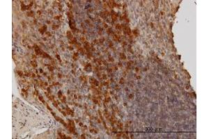Image no. 1 for anti-BCL2-Associated Athanogene (BAG1) (AA 241-346) antibody (ABIN598553) (BAG1 antibody  (AA 241-346))